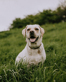 A new trick for old dogs