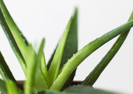Hello aloe vera, goodbye IBS