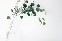Eucalyptus Disinfectant