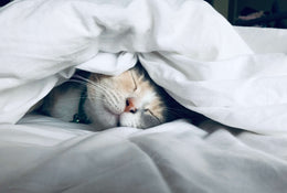 4 Deep Sleep Secrets You Can't Live Without