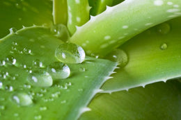 Awesome aloe vera!