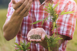 How Hemp Can Save the Planet