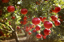 Pomegranate Power