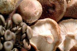 Mushroom Magic