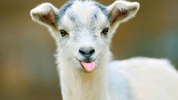 Why Goat Milk is the best alternative for mums