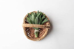 Sibelius Sage for better brain health podcast